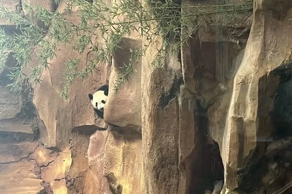 Acara melihat panda di Taman Safari Bogor pada 8 Agustus sukses digelar! Kamar Dagang Hangzhou Indonesia menikmati perjalanan seru bersama